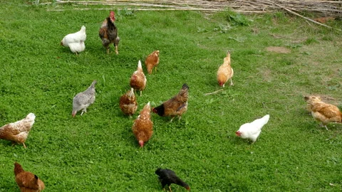 Free range rooster and hens eating. Video stock 296231056
