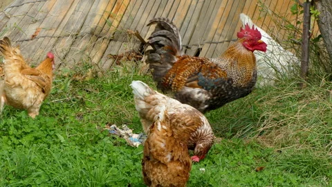 Free range rooster and hens eating. Video stock 296231170