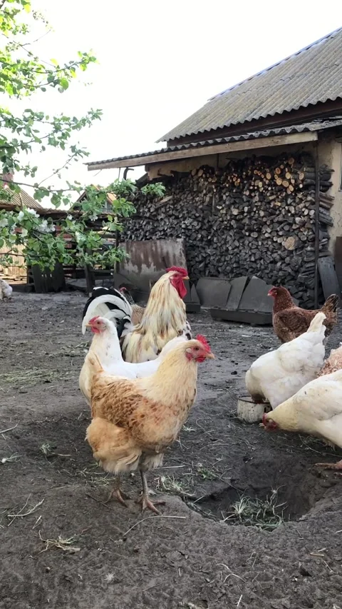 Free-range rooster and hens, vertical video Stock Footage 335405977