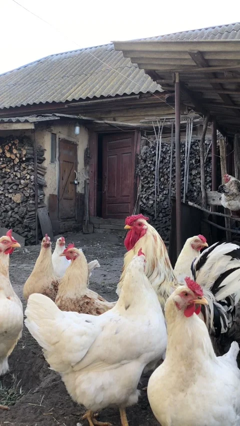 Free-range rooster and hens, vertical video Stock Footage 335405999