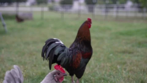 Free Range Rooster in a Backyard Stock Footage 276251486