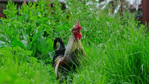 Free-range Rooster crowing in green grass surrounding. Stock Footage 159232313