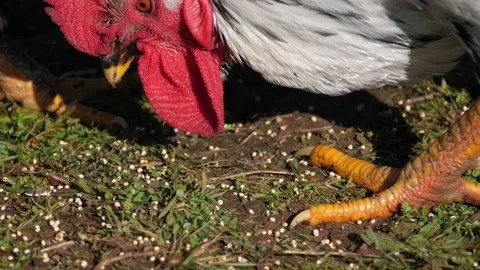 Free-range rooster Stockbeeldmateriaal 168944212