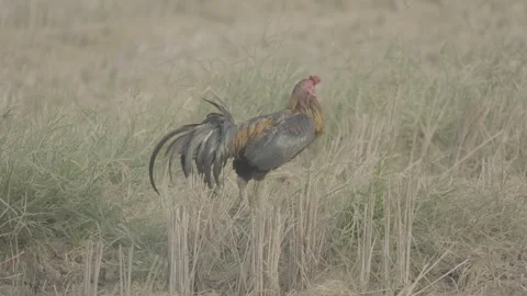 Free Range Rooster Foraging for Food in Farmland 10bit slog3 库存影片 346011322