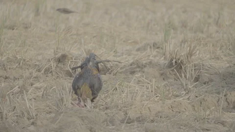 Free Range Rooster Foraging for Food in Farmland 10bit slog3 Stock Footage 346013623