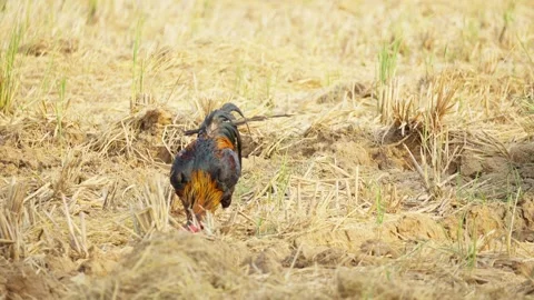 Free Range Rooster Foraging for Food in Farmland Stock Footage 346014050