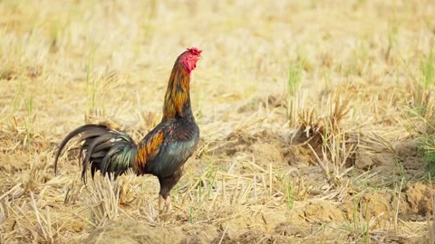 Free Range Rooster Foraging for Food in Farmland Stock Footage 346014053
