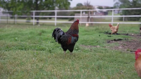 Free Range Rooster on a Homestead Stock Footage 276251481