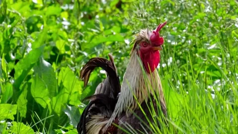 Free-range Rooster looking around in a high green grass on a sunny day. Stock Footage 159232308