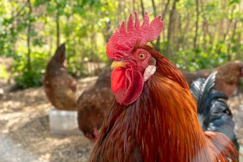 Free range rooster looking into the camera Foto stock