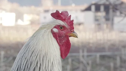 Free-range Rooster vigilates over his Hens Video stock 70957284