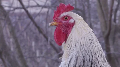 Free-range Rooster vigilates over his Hens in Winter Video stock 70962408
