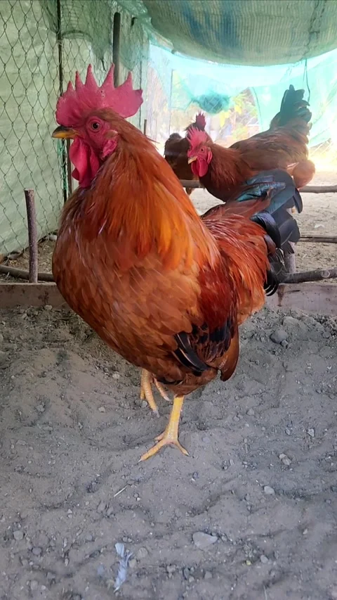 Free Range Rooster Walking in Farmyard Stock Footage 319022846