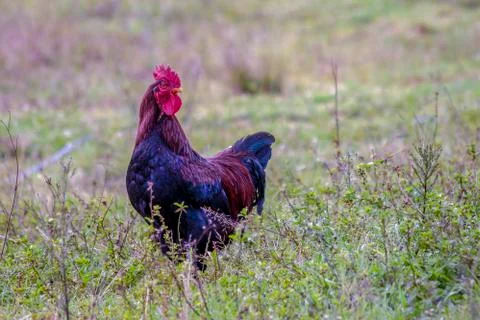 Free range rooster walking on a field of grass in a rural house near the colo Stock-Fotos