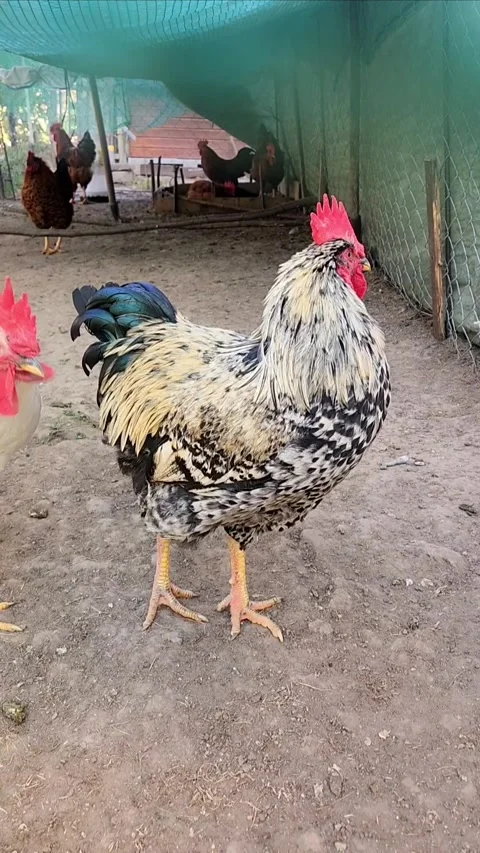 Free Range Roosters in Farmyard 스톡 동영상 319022530