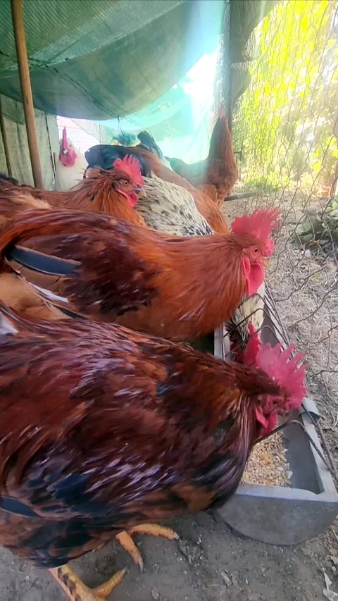 Free Range Roosters in Farmyard 動画素材 319022845