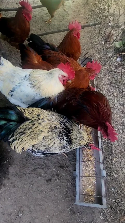 Free Range Roosters in Farmyard Stock-Footage 319022935