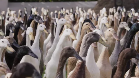 Free-Range Runners: A Flock of Ducks Walking on the Lawn in Wine Country. Stock Footage 308464663