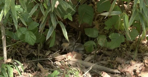 Free-range scratching hen  leads chicks to food, while a rooster sings. Stock-Footage 84154179
