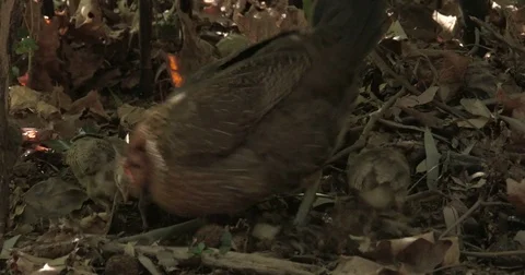 Free-range scratching hen  leads chicks to food. Video stock 84159016