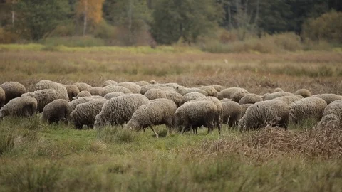 Free range sheep and lambs on a farm pasture 库存影片 126917227