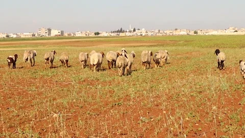 Free Range Sheep Grazing in Open Farmland, Organic and Sustainable Farming Stock Footage 323859469