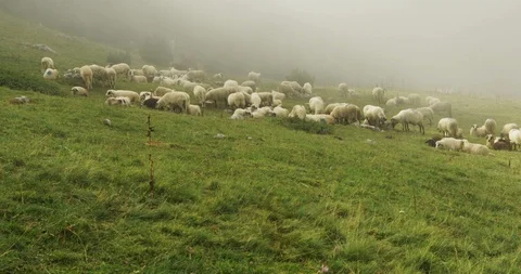 Free range sheep at pasture in high mountains Stock Footage 93611287