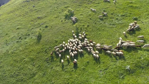 Free range sheep at pasture in High mountains in Bulgaria Stock Footage 135866152
