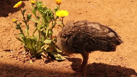 Free-range turkey chick exploring nature and yellow flowers on sunny farm day Stock Footage 318432250