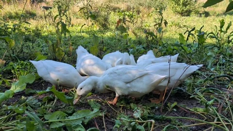Free-range white ducks foraging and eating greens in natural environment Stock Footage 347819386
