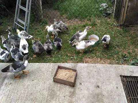 Free range young ducks in the backyard Stock Footage 80716212