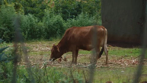 Free-ranging cow eats green grass on lawn and dry corn stalks. Raising cattle in 库存影片 268495173