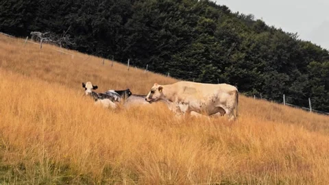 Free-ranging cows grazing on a grassy mountain pasture Stock Footage 341478518