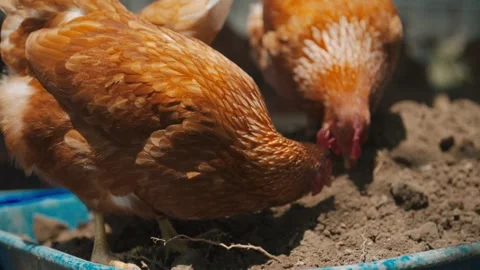 Free red hen eating medium shot Stock Footage 339843286