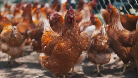 Free red hen medium shot Stock Footage 339843273