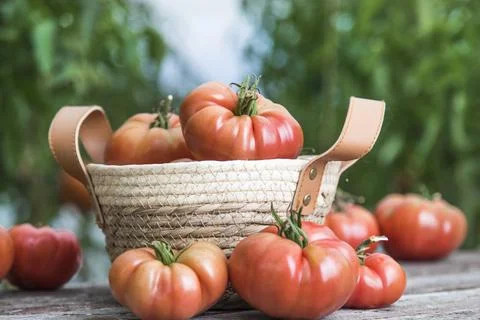 Free red vegetables of tomato Stock Photos
