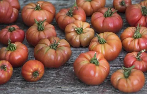 Free red vegetables of tomato Stock Photos
