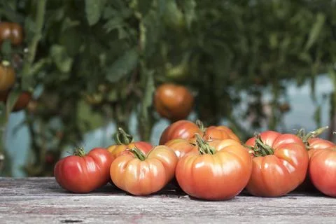 Free red vegetables of tomato Stock Photos