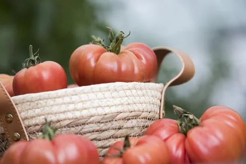 Free red vegetables of tomato Stock Photos