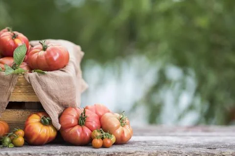 Free red vegetables of tomato Stock Photos