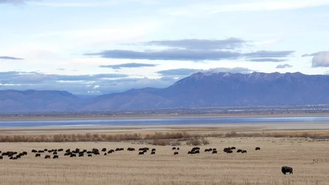 Free roaming bison herd on Antelope Island State Park, Utah. Stock Footage 107936703
