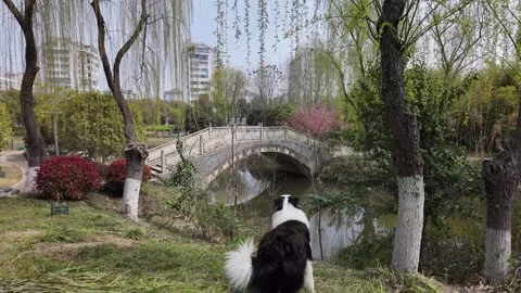 Free-roaming Border Collie walks toward a traditional Chinese bridge in garden. Video stock 331508315