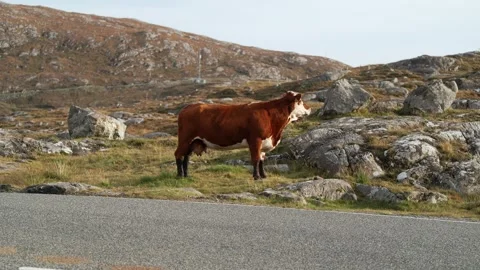 A free-roaming cow by a single-track road Stock Footage 332135015
