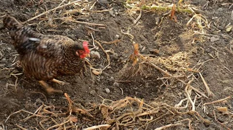 Free run chicken Vídeos de archivo 8947698