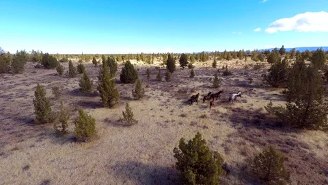 Free Running Wild horses &amp; Mustangs in Devils Garden CA Aerial 4k into trees Stock Footage 87436738
