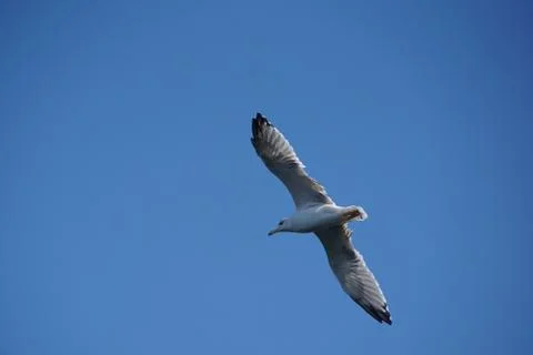 A Free Seagull Stock Photos