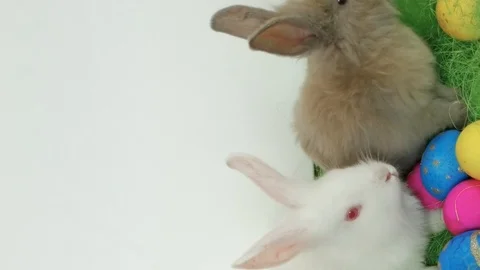 Free space for drawing, small fluffy bunnies have fun, easter symbol, easter Stock Footage 126491547