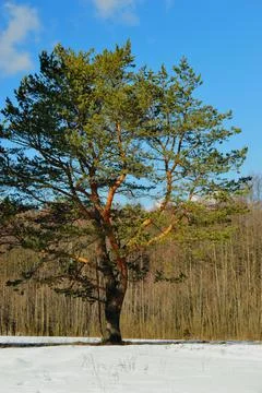 A free-standing pine tree on the edge of the forest. Winter landscape on a Su Stock Photos
