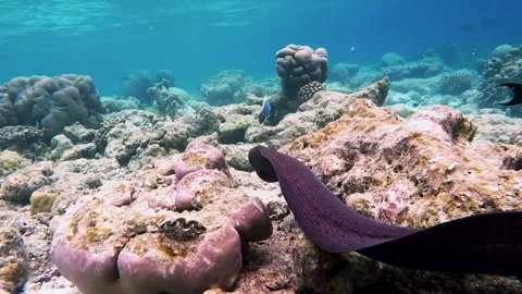 Free swimming Giant Moray Eel in tropical coral reef Stock Footage 245952562