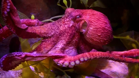 Free swimming Giant Pacific Octopus Stock Footage